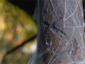 Carved Post