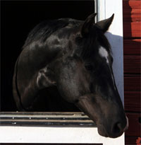 Quirinus