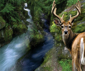 Deer and Twin Streams