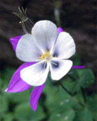 Mickree Flower