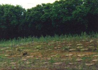 Tree stumps