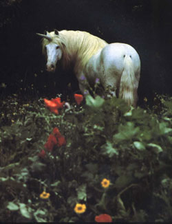 Unicorn