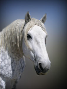 Dapple Gray Horse