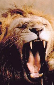Lion