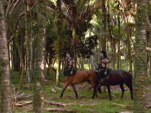 Centaurs