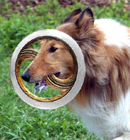 Collie with chakram