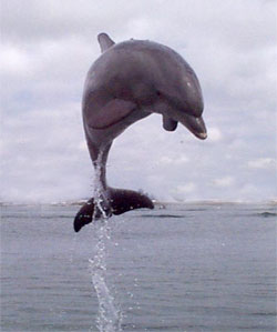 Dolphin