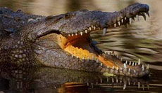 crocodile